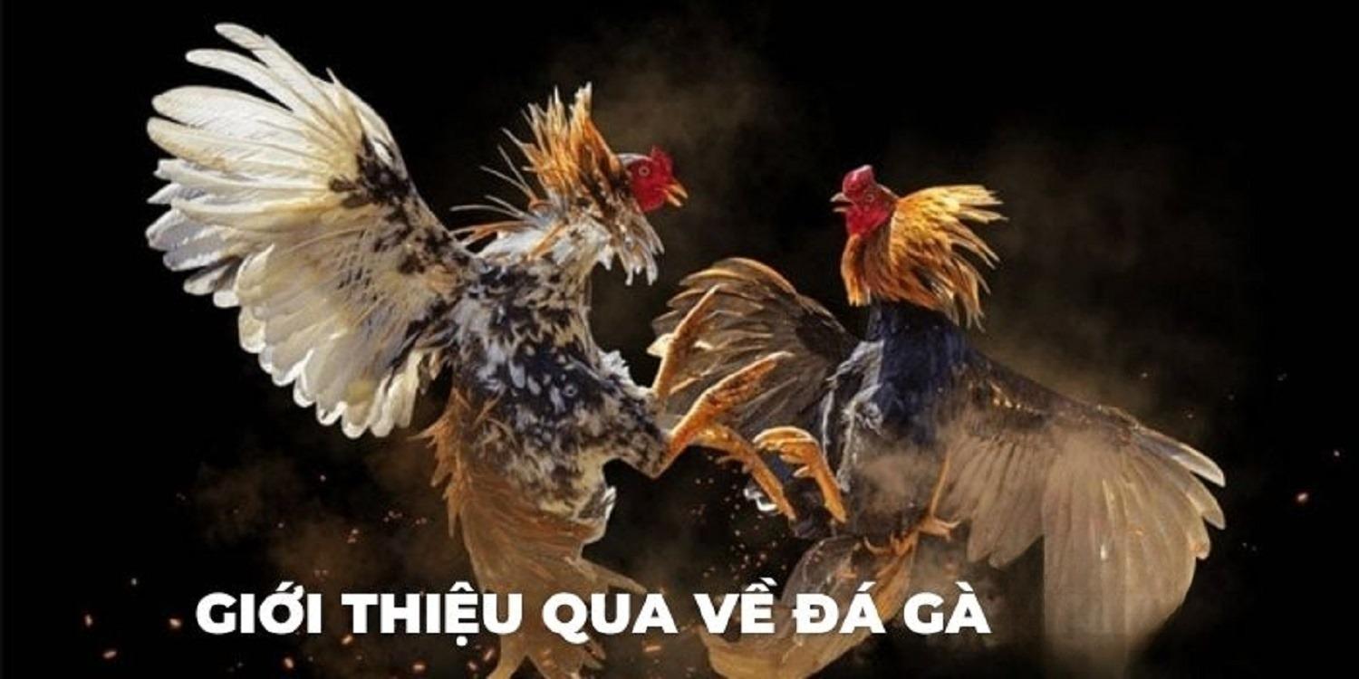 Chia sẻ luật chơi đá gà online tới tân binh hiểu rõ hơn