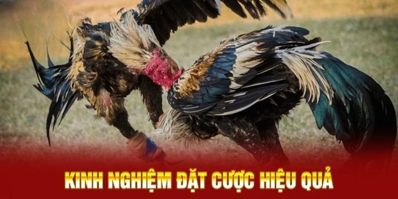 3 kinh nghiệm xuống tiền đầu tư đá gà hiệu quả và sinh lời