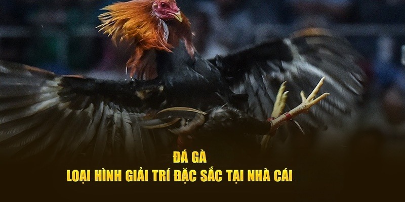 Chuyên mục đá gà tại nhà cái tạo nên không gian cá cược độc đáo